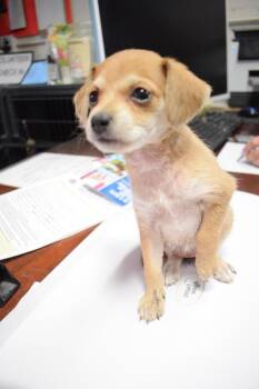 Noodle (Chiquita) -  Terrier and Chihuahua Dog for Adoption in Pahrump, Nevada - Noodle (Chiquita) | PetCurious