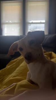 Tator -  Chihuahua and Dachshund Dog for Adoption in Lewis Center, Ohio - Tator | PetCurious