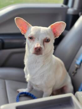 Commodus -  Chihuahua and Mixed Breed Dog for Adoption in Rockport, Texas - Commodus | PetCurious