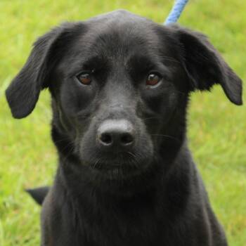 Desmond -  Labrador Retriever Dog for Adoption in Eaton, Ohio - Desmond | PetCurious