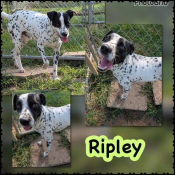 Ripley aka Moo Moo -  Mixed Breed Dog for Adoption in Blountville, Tennessee - Ripley Aka Moo Moo | PetCurious