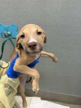 BARK TWAIN -  Pit Bull Terrier Dog for Adoption in Las Vegas, Nevada - BARK TWAIN | PetCurious