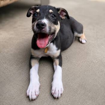 Walker -  Mountain Cur and Labrador Retriever Dog for Adoption in La Grange, Kentucky - Walker | PetCurious