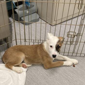Brie -  Australian Shepherd and Mixed Breed Dog for Adoption in Colorado Springs, Colorado - Brie | PetCurious
