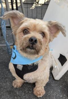 Rescue Lhasa Apso Dogs for Adoption - Teddy | PetCurious