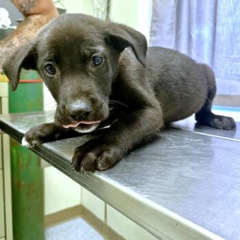 Timmy -  Mixed Breed Dog for Adoption in Warrensburg, Missouri - Timmy | PetCurious