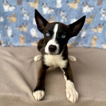 Moomin -  Husky and Mixed Breed Dog for Adoption in Carencro, Louisiana - Moomin | PetCurious