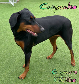 Rescue Doberman Pinscher Dogs for Adoption in Holbrook, New York - CUPCAKE | PetCurious