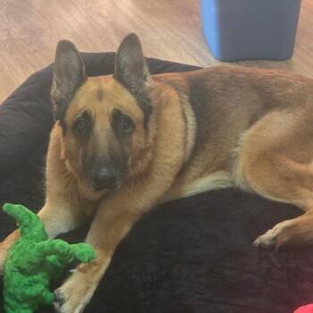 Koda Spinach -  German Shepherd Dog Dog for Adoption in Glendale, Arizona - Koda Spinach | PetCurious