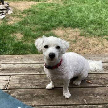 Joey -  Bichon Frise and Miniature Schnauzer Dog for Adoption in Hawkestone, Ontario - Joey | PetCurious