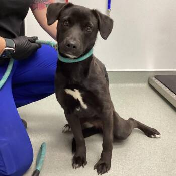 Border Collie and Black Labrador Retriever Dogs Available for Adoption - Lucy Lu | PetCurious