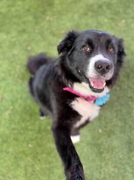 Minnie -  Border Collie and Labrador Retriever Dog for Adoption in Glendale, Arizona - Minnie | PetCurious