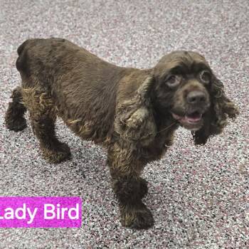 Lady Bird -  Cocker Spaniel Dog for Adoption in Wheelersburg, Ohio - Lady Bird | PetCurious