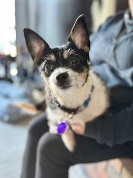 Chihuahua Dogs Available for Adoption - *Nile Egypt | PetCurious