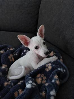 Chanel -  Chihuahua Dog for Adoption in VERNON ROCKVL, Connecticut - Chanel | PetCurious