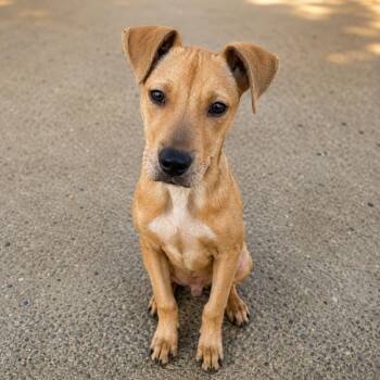 Zooni -  Pit Bull Terrier Dog for Adoption in Gautier, Mississippi - Zooni | PetCurious