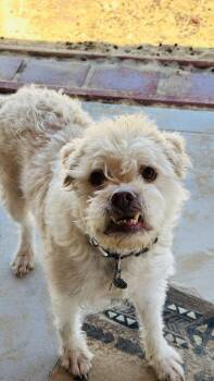 Sparky -  Standard Poodle Dog for Adoption in Los Angeles, California - Sparky | PetCurious