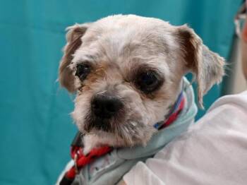 Ernest -  Shih Tzu Dog for Adoption in Portland, Oregon - Ernest | PetCurious