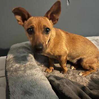 Chihuahua Dogs Available for Adoption in Merritt Island, Florida - Belle | PetCurious
