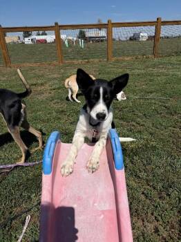 Simms -  Australian Cattle Dog Blue Heeler and Mixed Breed Dog for Adoption in Fort Collins, Colorado - Simms | PetCurious