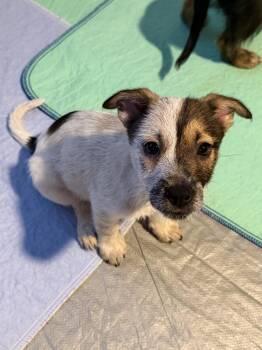STITCH -  Terrier Dog for Adoption in Broomfield, Colorado - STITCH | PetCurious