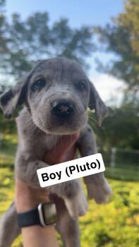 Pluto -  Great Dane and Great Pyrenees Dog for Adoption in Chambersburg, Pennsylvania - Pluto | PetCurious