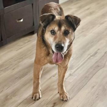 Buddy -  German Shepherd Dog Dog for Adoption in Conroe, Texas - Buddy | PetCurious