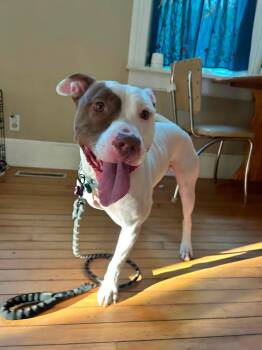 Rigsby -  Pit Bull Terrier Dog for Adoption in New London, Wisconsin - Rigsby | PetCurious
