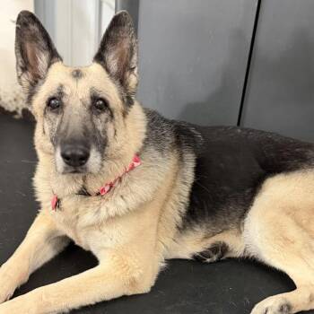 German Shepherd Dog Dogs Available for Adoption - Kola | PetCurious
