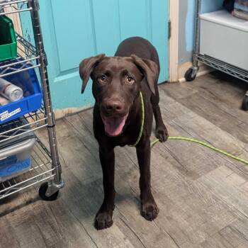 Carman -  Chocolate Labrador Retriever Dog for Adoption in Jefferson City, Tennessee - Carman | PetCurious
