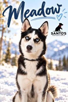 Meadow -  Husky Dog for Adoption in Houston, Texas - Meadow | PetCurious