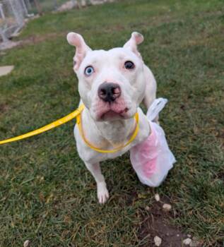 Pit Bull Terrier Dogs Available for Adoption - Spirit | PetCurious