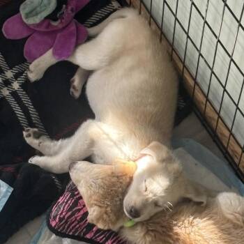 Mixed Breed Dogs Available for Adoption in Buffalo, Minnesota - Yukon | PetCurious