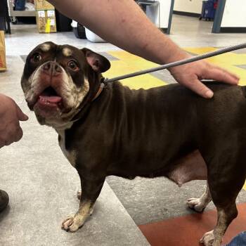 Biscuit -  Mixed Breed Dog for Adoption in Philadelphia, Pennsylvania - Biscuit | PetCurious