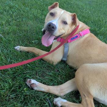 Nyla -  Yellow Labrador Retriever and Pit Bull Terrier Dog for Adoption in Valparaiso, Indiana - Nyla | PetCurious