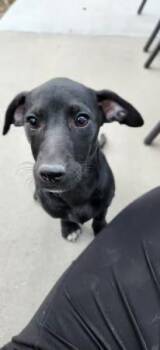 Labrador Retriever Dogs Available for Adoption in Colorado Springs, Colorado - Raven | PetCurious