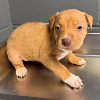 Riley -  Pit Bull Terrier and Mixed Breed Dog for Adoption in Tuscaloosa, Alabama - Riley | PetCurious