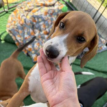 Molly -  Beagle and Mixed Breed Dog for Adoption in Homewood, Illinois - Molly | PetCurious