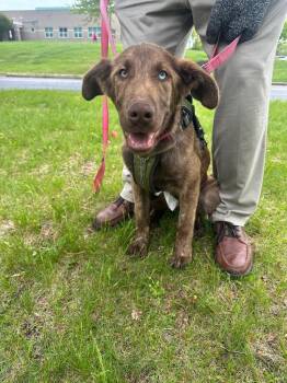 Labrador Retriever and Shepherd Dogs Available for Adoption in Trenton, New Jersey - Coca Cola | PetCurious