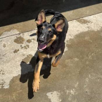 Ricky -  Shepherd and Mixed Breed Dog for Adoption in Hamden, Connecticut - Ricky | PetCurious