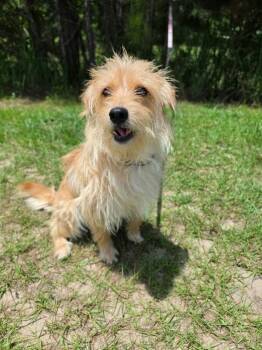 Cookie **Foster / Foster-to-Adopt** -  Terrier Dog for Adoption in New York, New York - Cookie **Foster / Foster-to-Adopt** | PetCurious