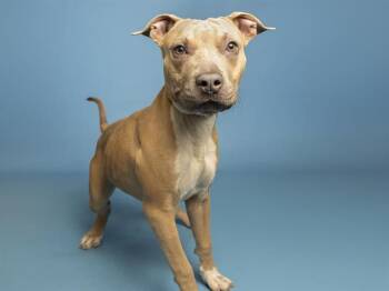 VALENTINO -  Pit Bull Terrier and Mixed Breed Dog for Adoption in Phoenix, Arizona - VALENTINO | PetCurious
