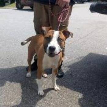 Edgar -  Mixed Breed Dog Available for Adoption in Asheville, North Carolina - Edgar | PetCurious
