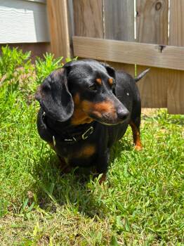 Dachshund Dogs Available for Adoption in Yonkers, New York - Penelope | PetCurious