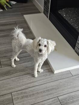 Poodle Dogs Available for Adoption in Orange, California - Pearl | PetCurious