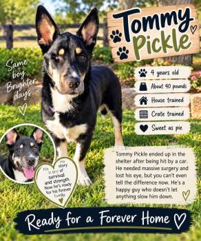 Tommy Pickle -  Corgi Dog for Adoption in Fort Worth, Texas - Tommy Pickle | PetCurious