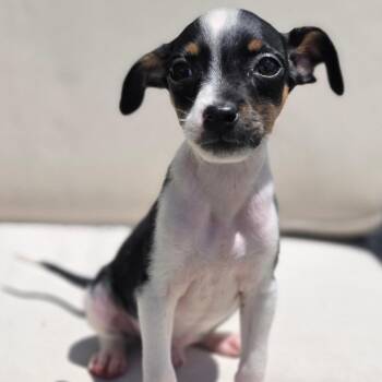Manny -  Rat Terrier and Dachshund Dog for Adoption in Poinciana, Florida - Manny | PetCurious