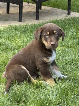Great Pyrenees Dogs Available for Adoption in Harrison City, Pennsylvania - Yogi | PetCurious
