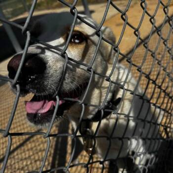 Otto -  Husky and Yellow Labrador Retriever Dog for Adoption in Brainerd, Minnesota - Otto | PetCurious