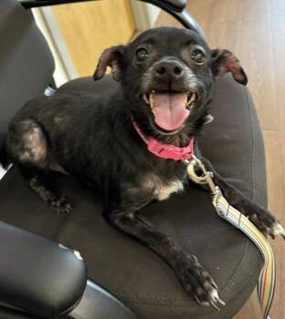 Rescue Mixed Breed Dogs for Adoption in Yorktown, Indiana - Dixie | PetCurious